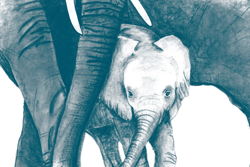 illustration elephant von Sybs Bauer