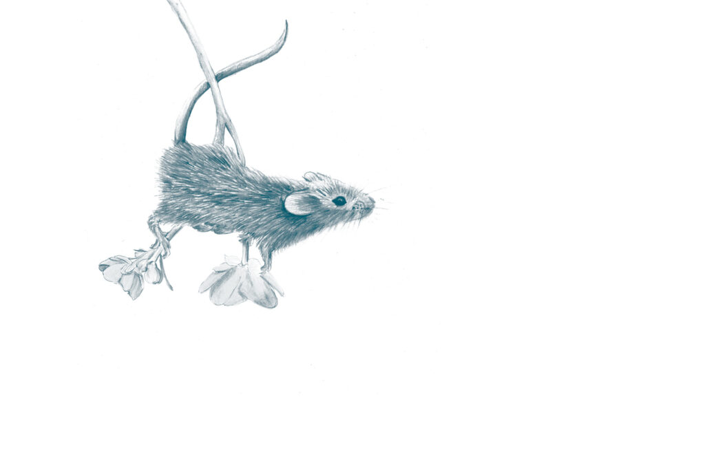 Illustration einer Maus von Sybs Bauer